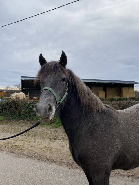 Ruin Connemara Te koop 2024 Schimmel