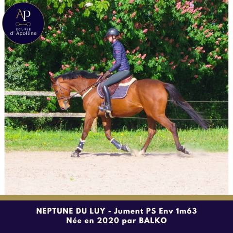 Merrie Volbloed Te koop 2020 Donker bruin / bai ,  balko