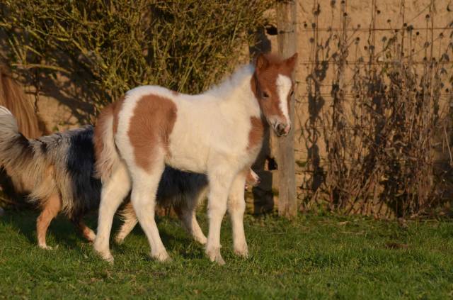Veulen (vr) Bekend ras Te koop 2026 Bontzwart ,  MALABARD DJINICKY