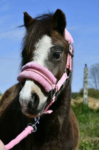 Veulen (vr) Welsh Pony (Section A) Te koop 2024 Isabel