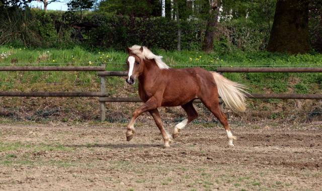 Ruin Welsh Pony (Section B) Te koop 2024 Lichte manen en staart ,  KELHIOS DES BERTAINES