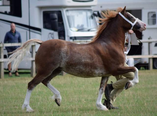 Merrie Welsh Pony (Section C) Te koop 2017 Overige kleuren