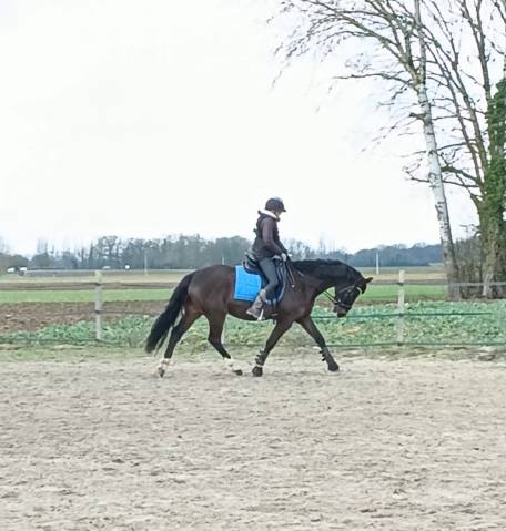 Ruin Franse rijpony PFS Te koop 2019 Bruin / Bai