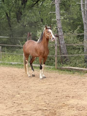 Hengst Berber-Arabier Te koop 2020 Vos roan