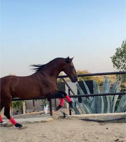 Hengst PRE Puur Ras Spaans Te koop 2018 Donker bruin / bai