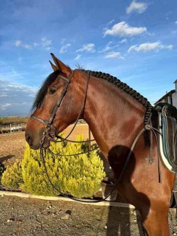 Hengst PRE Puur Ras Spaans Te koop 2021 Schimmel