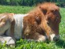 Veulen (ml) Shetland Te koop 2026 Bont ,  Kosmos du ster