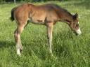 Veulen (vr) Paint Horse Te koop 2026 Donker bruin / bai ,  Classic cowboy spirit