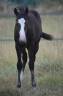 Veulen (vr) Paint Horse Te koop 2026 Donker bruin / bai ,  Classic cowboy spirit