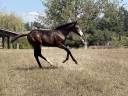 Veulen (vr) Paint Horse Te koop 2026 Donker bruin / bai ,  Classic cowboy spirit