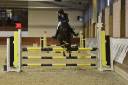 Ruin Franse rijpony PFS Te koop 2013 Bruin / Bai