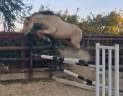 Ruin Franse rijpony PFS Te koop 2023 Isabel ,  Hesselteich American Pie
