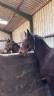 Ruin Welsh Pony (Section D), Welsh Cob  Te koop 2024 Bruin / Bai
