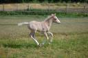 Veulen (ml) Franse rijpony PFS Te koop 2026 Palomino ,  Beukenoords balans