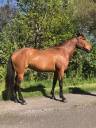 Merrie Lusitano Te koop 2014 Donker bruin / bai ,  vibrato