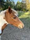 Veulen (vr) Franse rijpony PFS Te koop 2025 Bont ,  EUROGEN FANTOMAS