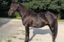 Hengst Quarter Horse Te koop 2023 Zwart