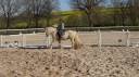 Ruin Gypsy Cob Te koop 2017 Palomino