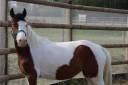 Merrie Welsh Partbred Te koop 2023 Bont