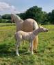 Veulen (ml) Franse rijpony PFS Te koop 2026 Palomino ,  Swyn Barrade