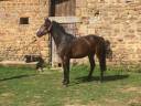 Ruin Belgische pony Te koop 2022 Bruin / Bai ,  dallas van overis