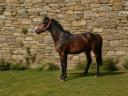 Ruin Belgische pony Te koop 2022 Bruin / Bai ,  dallas van overis