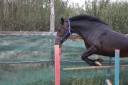 Merrie Belgische pony Te koop 2021 Zwart
