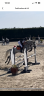 Ruin Franse rijpony PFS Te koop 2016 Schimmel