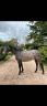 Merrie Bekend ras Te koop 2022 Schimmel ,  Pure mystery AA