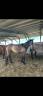 Ruin Franse rijpony PFS Te koop 2023 Schimmel