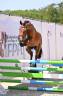 Ruin Franse rijpony PFS Te koop 2024 Donker bruin / bai ,  Jungle Alias Boogie