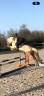 Ruin Franse rijpony PFS Te koop 2022 Palomino ,  Cremell'aux Lays