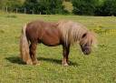Hengst Shetland Te koop 2022 Vos ,  VICKING COMMANDERIE