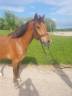 Ruin Franse rijpony PFS Te koop 2018 Donker bruin / bai ,  Lennicha de Florys