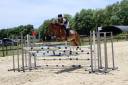 Ruin Franse rijpony PFS Te koop 2018 Donker bruin / bai ,  Lennicha de Florys