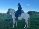 Merrie PRE Puur Ras Spaans Te koop 2014 Schimmel ,  FARAON AG