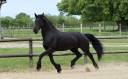 Merrie Arabo Fries Te koop 2012 Zwart ,  Yk Dark Danilo Stb Sport