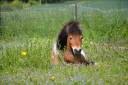 Hengst Shetland Te koop 2023 Bont ,  MICKEY MAUS V DOHREN (NLD), SHE