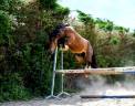 Talisman - Gypsy Cob 2022