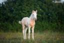 Veulen (vr) Gypsy Cob Te koop 2025 Palomino