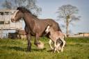 Merrie Gypsy Cob Te koop 2022 Overige kleuren