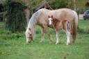Veulen (vr) Welsh Pony (Section A) Te koop 2026 Isabel ,  BOOTHSDALE STARFIRE