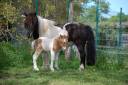 Veulen (ml) Shetland Te koop 2026 Bont ,  Artaban des Cles