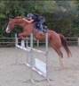 Ruin Paint Horse Te koop 2017 Vos ,  Urban Dazzle Star