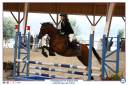 Ruin Welsh Partbred Te leen 2013 Donker bruin / bai