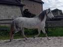 Merrie PRE Puur Ras Spaans Gratis 2009 Schimmel