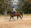 Ruin Welsh Partbred Te koop 2022 Donker bruin / bai ,  galahad des allees