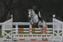 Merrie Franse rijpony PFS Te koop 2020 Schimmel