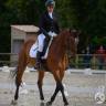 Ruin Zangersheide Te koop 2005 Donker bruin / bai ,  Diarado Holst Warmblut