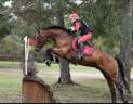 Ruin Zangersheide Te koop 2010 Donker bruin / bai ,  Diarado Holst Warmblut
